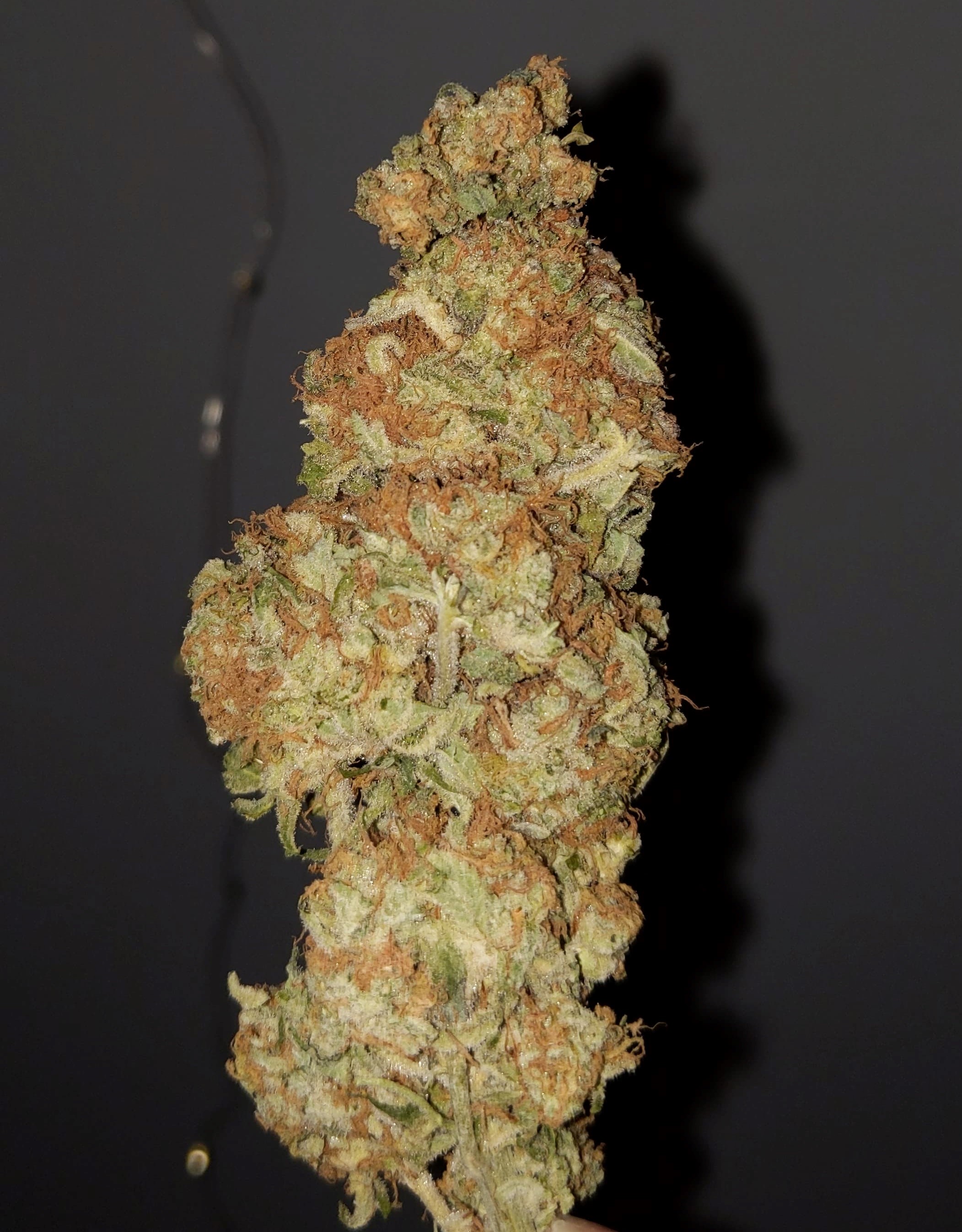 white rhino.jpg