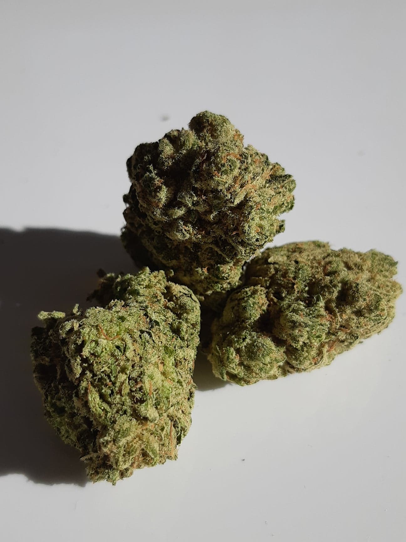 Wildberrykush3149581626_171106151206693_2672404775645156110_n.jpg