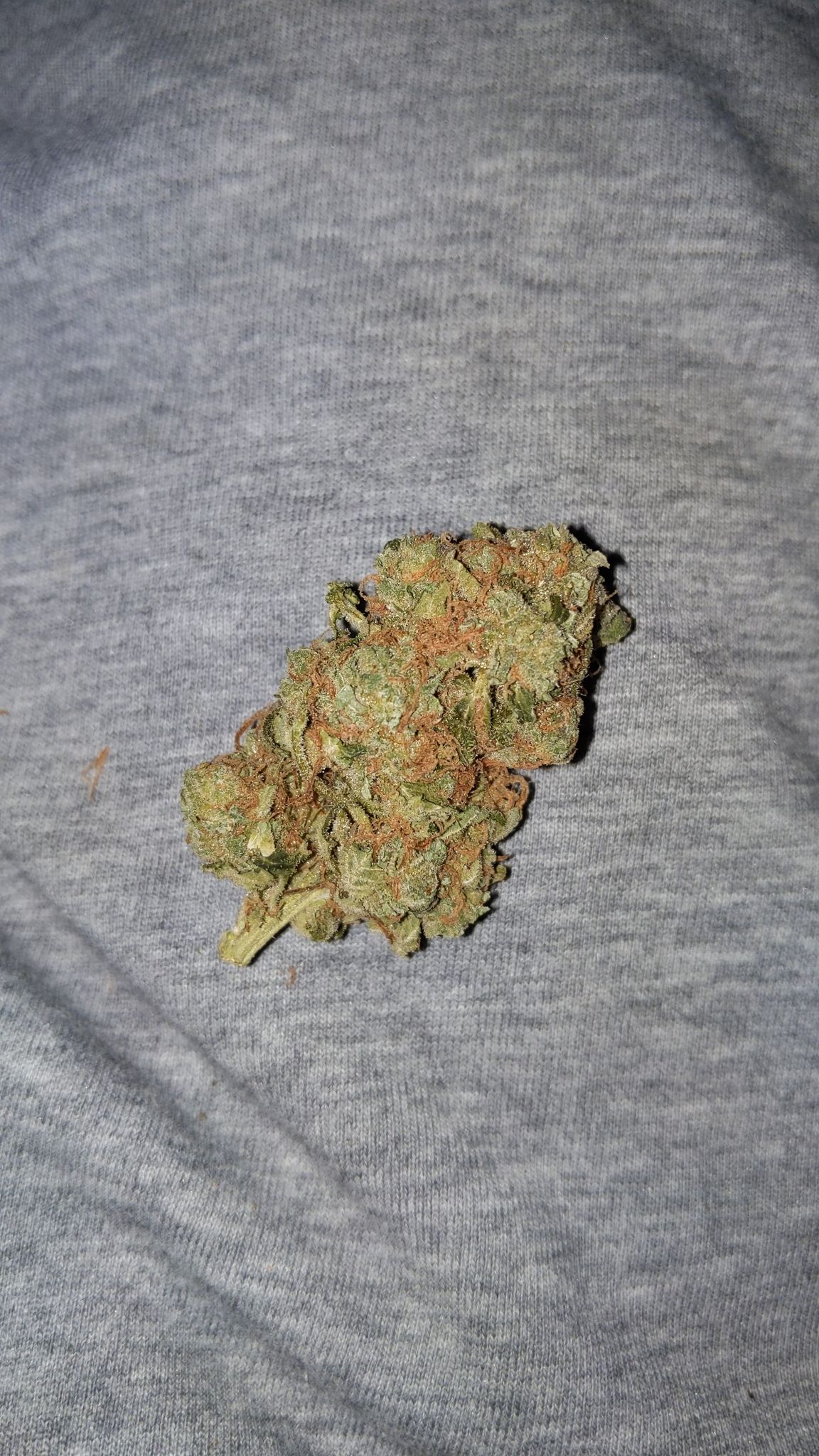 Animal Cookies