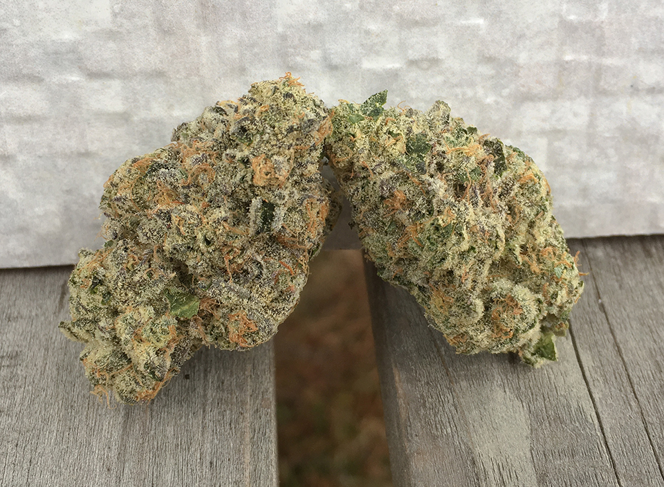 Biscotti Crasher 1