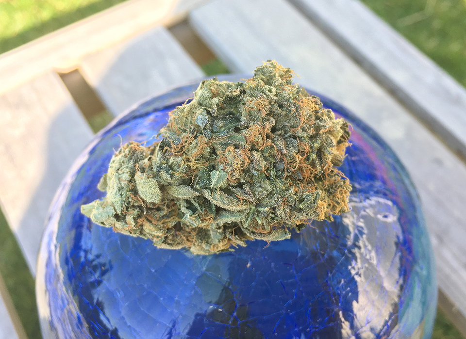 Lindsay OG 1