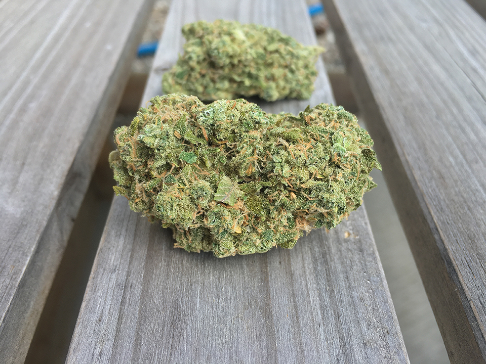 Honey Badger Haze 1