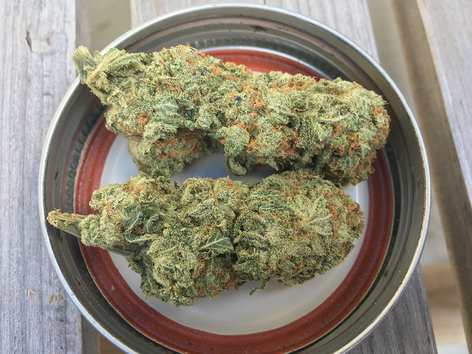 Platinum GSC 1