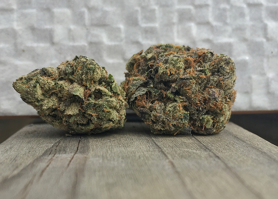 Animal Cookies 2