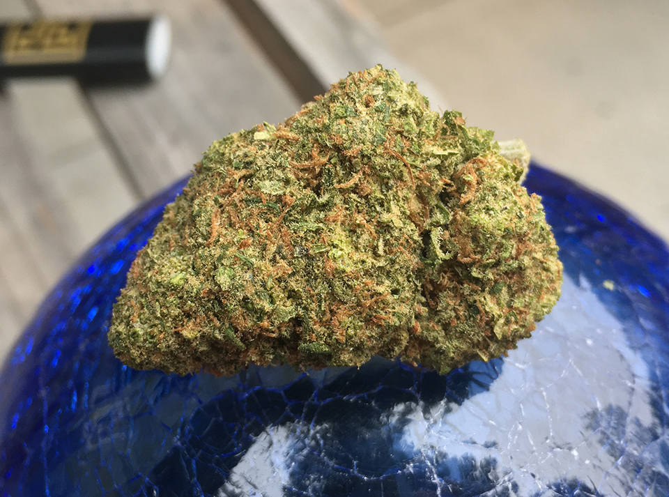 Sensi Star 1