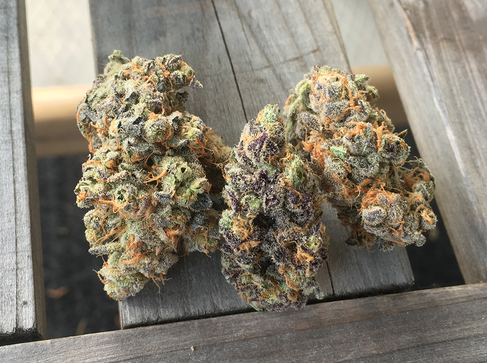 Cookie Monster 1