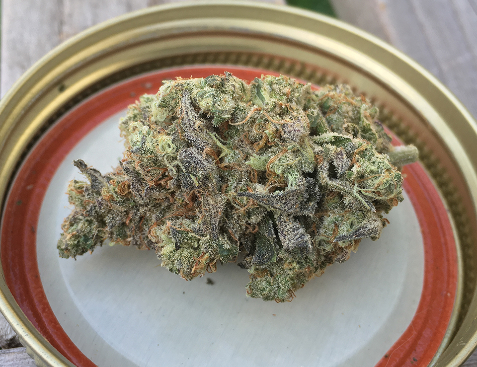 Mint Chocolate Chip 1