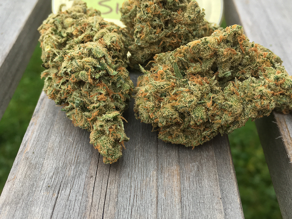 Citrus Skunk 2