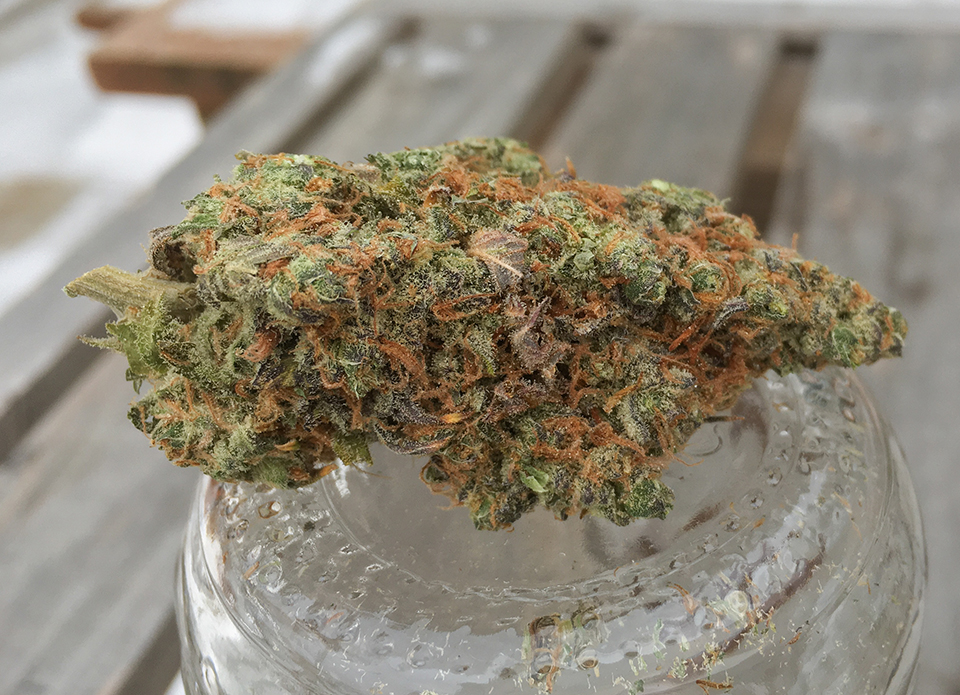 Garlic Breath 1